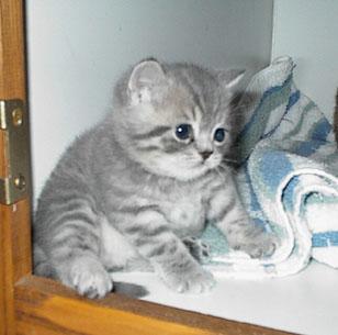 fat kitty