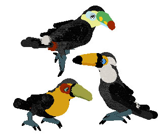 Toucan