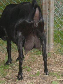 Silhouette 22Y (Spanish soon-to-be-registered)