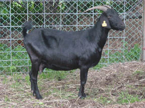 Silhouette 22Y (soon-to-be registered Spanish)