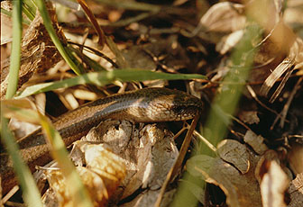 Orbettino
