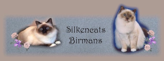 Silkencats Birmans