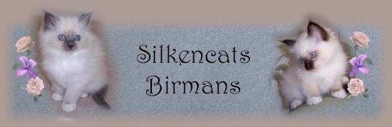 Silkencats Birman Kittens