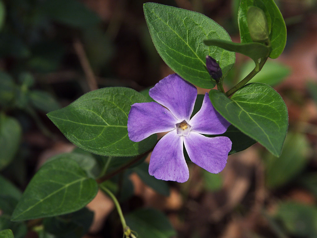 a periwinkle flower