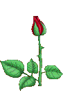 BLOSSOMING ROSE