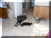 Candy and Nikita hanging out together