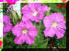 3 Pink Flowers