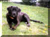 Candy posing in the yard in upstate NY (1999)