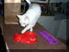 catbowl.jpg (85239 bytes)