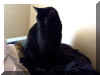 laundrykitten2.jpg (149514 bytes)