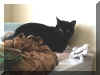 laundrykitten.jpg (141385 bytes)