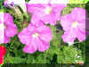 Pink Flowers