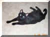 Nikita rolls on the carpet