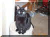 Nikita posing on the cat house