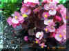 More Pink Flowers