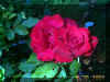 Red Roses