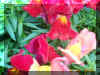 Red Snapdragons