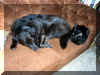 sleepingtogether.jpg (96049 bytes)
