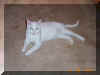Whitey looks good on the carpet too