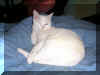 whitey4.jpg (160790 bytes)