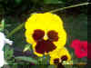 Yellow Pansy 1