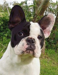Click Here to Enter Silkston French Bulldogs
