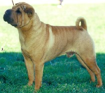                     Click Here to Enter Silkston Shar Pei                    ~~ HOME OF VICTORIA'S TOP WINNING SHAR PEI ~~