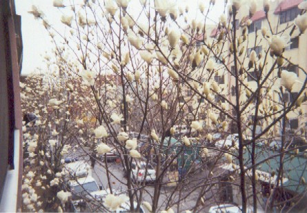 Magnolias outside my apartment's balcony, April 2002.