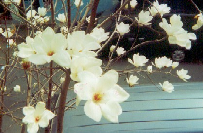 Gazing down into the blossoms. No bees in this picture, but you can make out cars and a van on the street below.