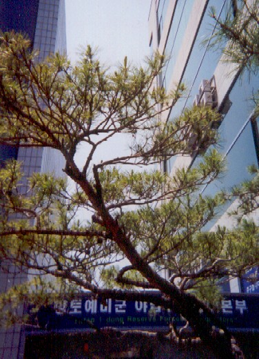 In front of the Army Reserve office in Yatap-dong.
