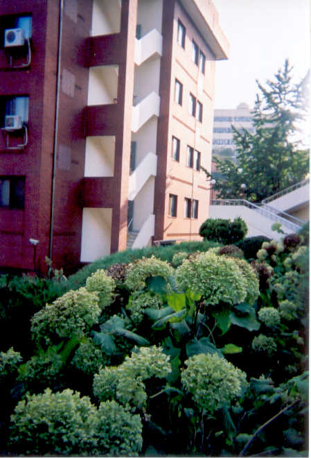 Old-fashioned hydrangeas with green flowers, October 2002.
