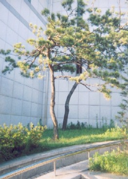 Native trees in the shelter of a college building.
