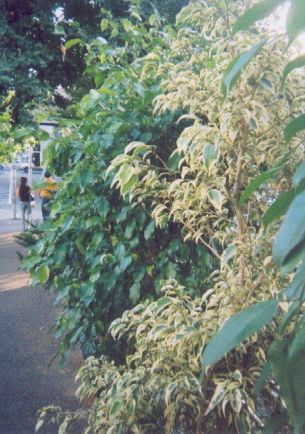 Trees in pots, sidewalk, Hannam-dong.