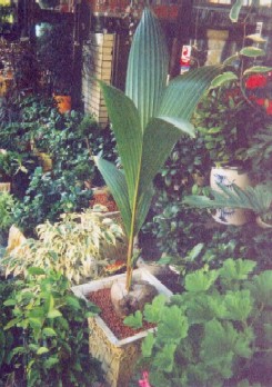 Infant Coconut Tree.