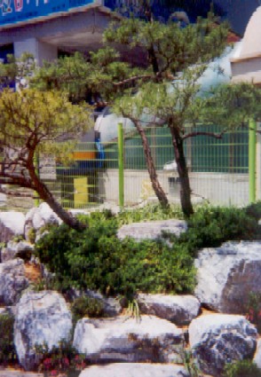 Newly planted rock garden, same pine trees, different view.