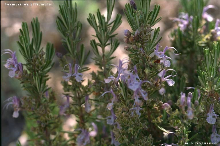 Rosemary in bloom, small lavender flowers