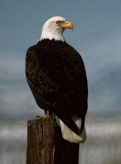 eagle.jpg