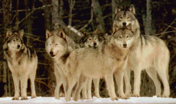 wolfpack.gif