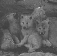 wolfpups.gif