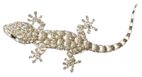 Gecko - our friend