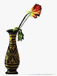 Rose in vase