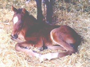 Baby Breezie