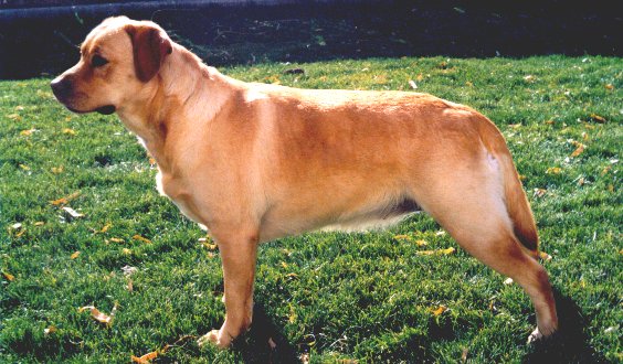 Show Pose
