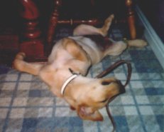 Puppy sleep