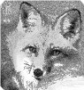 Silver Fox's Den on Bravehost.com