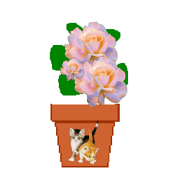 Spirit Flower
