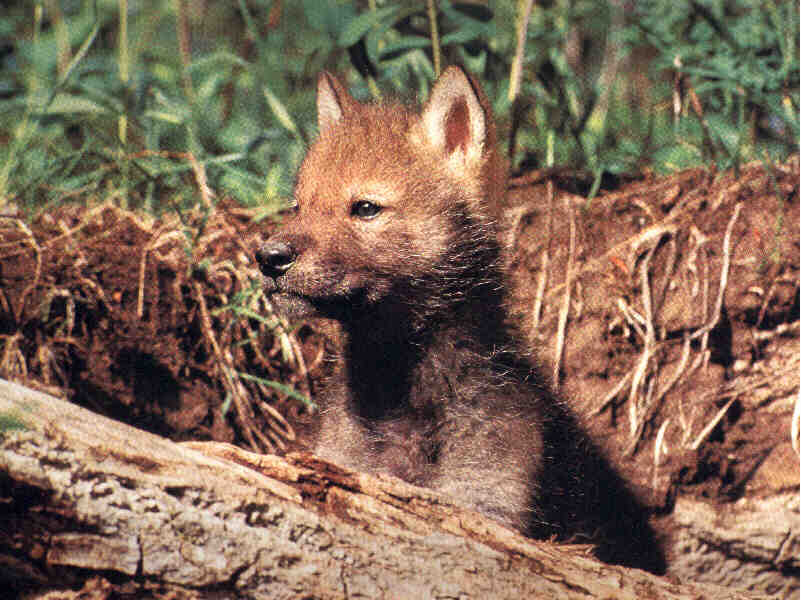 #pup5