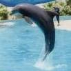 A dolpin at Busch Gardens