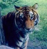A tiger in Disney World's Animal Kingdom