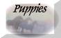 puppiesbtn.JPG (1705 bytes)